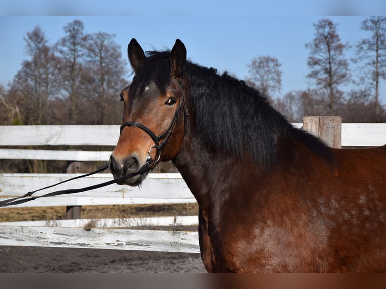 Poolse kar Bloed Ruin 7 Jaar 166 cm Bruin in Chełmno