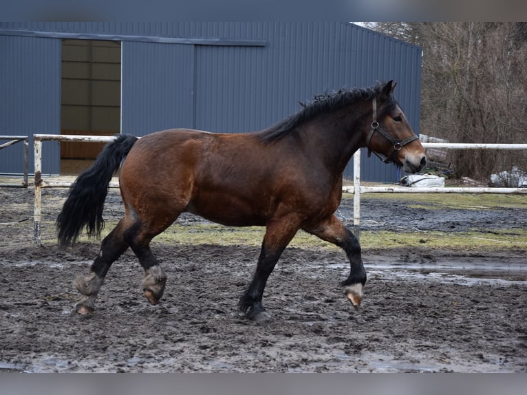 Poolse kar Bloed Ruin 7 Jaar 166 cm Bruin in Chełmno