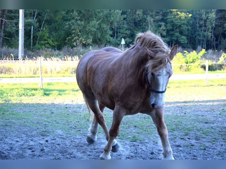 Poolse kar Bloed Ruin 7 Jaar 166 cm Vos in TUCZĘPY