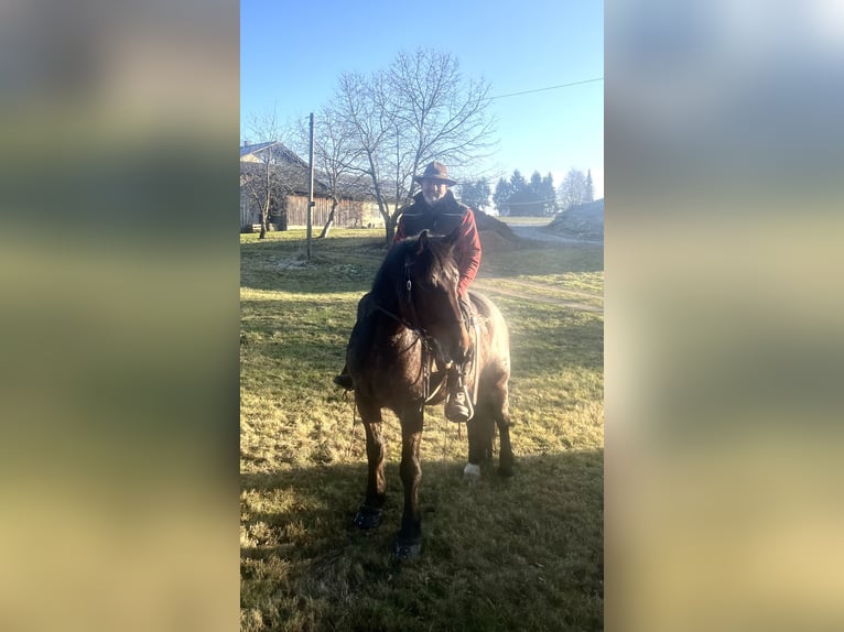 Poolse kar Bloed Mix Ruin 7 Jaar 168 cm in Perasdorf