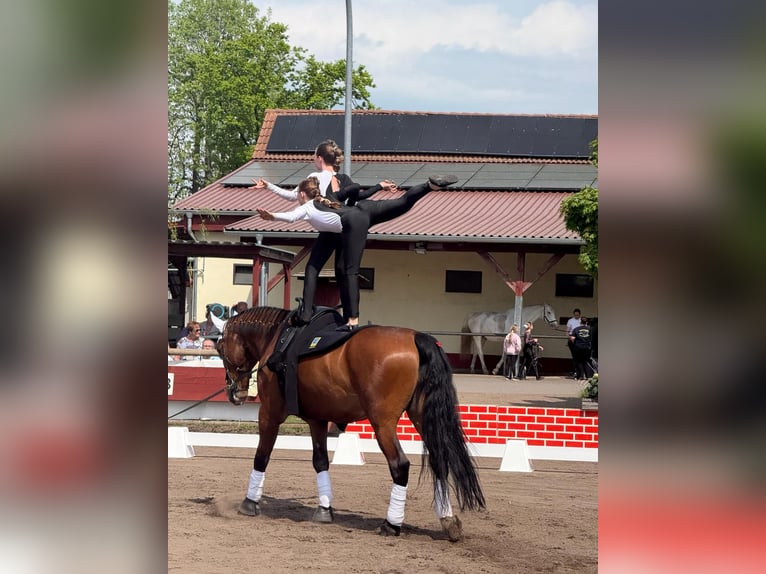 Poolse kar Bloed Ruin 7 Jaar 173 cm Bruin in Klötze