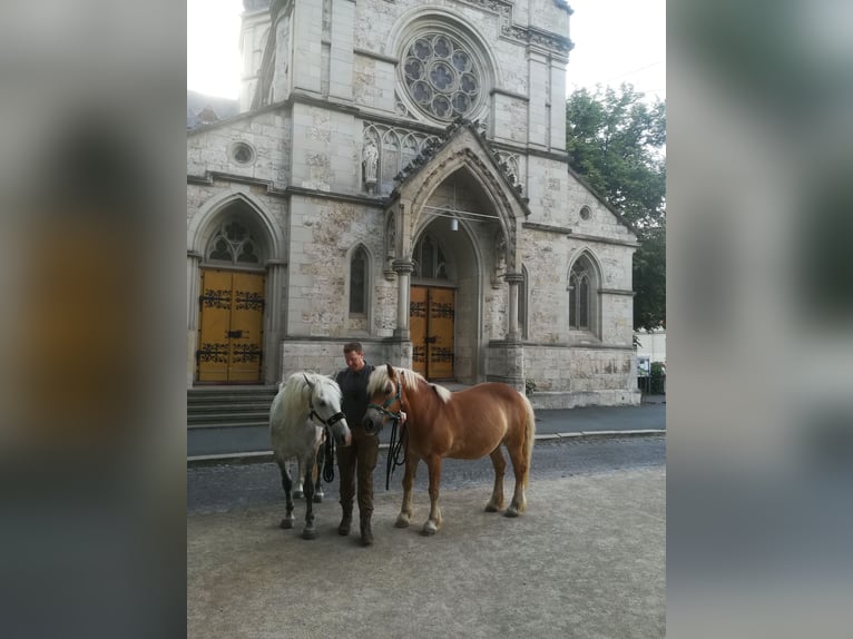 Poolse kar Bloed Mix Ruin 8 Jaar 155 cm Schimmel in Rittersdorf
