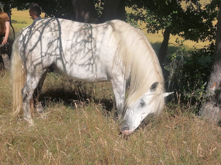 Poolse kar Bloed Mix Ruin 8 Jaar 155 cm Schimmel in Rittersdorf