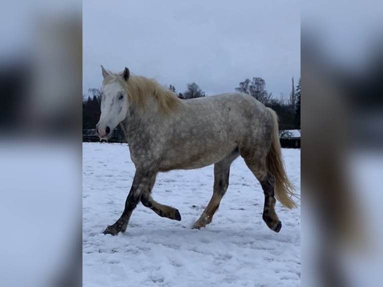 Poolse kar Bloed Mix Ruin 8 Jaar 155 cm Schimmel in Rittersdorf