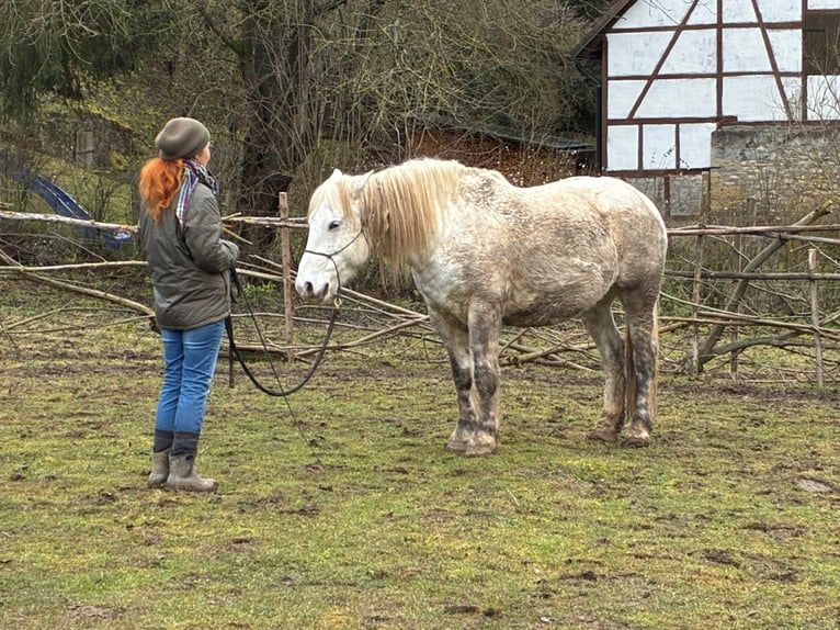 Poolse kar Bloed Mix Ruin 8 Jaar 155 cm Schimmel in Rittersdorf