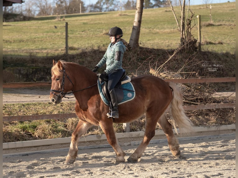Poolse kar Bloed Mix Ruin 8 Jaar 155 cm Vos in Ascha
