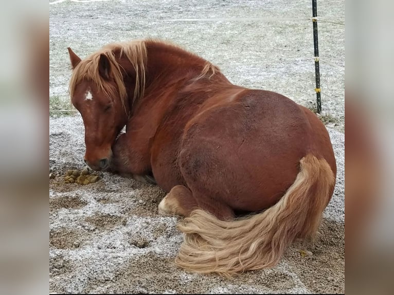 Poolse kar Bloed Ruin 8 Jaar 155 cm Vos in Weil
