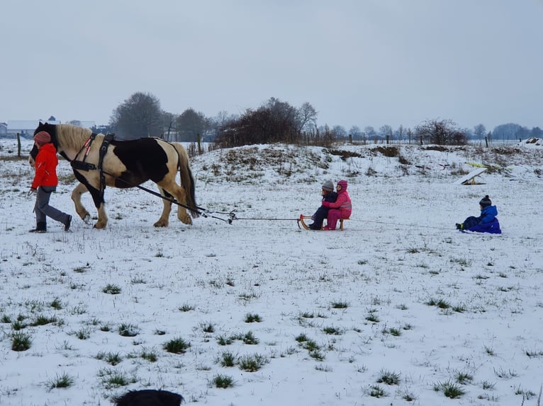 Poolse kar Bloed Ruin 8 Jaar 162 cm Gevlekt-paard in Pfungstadt