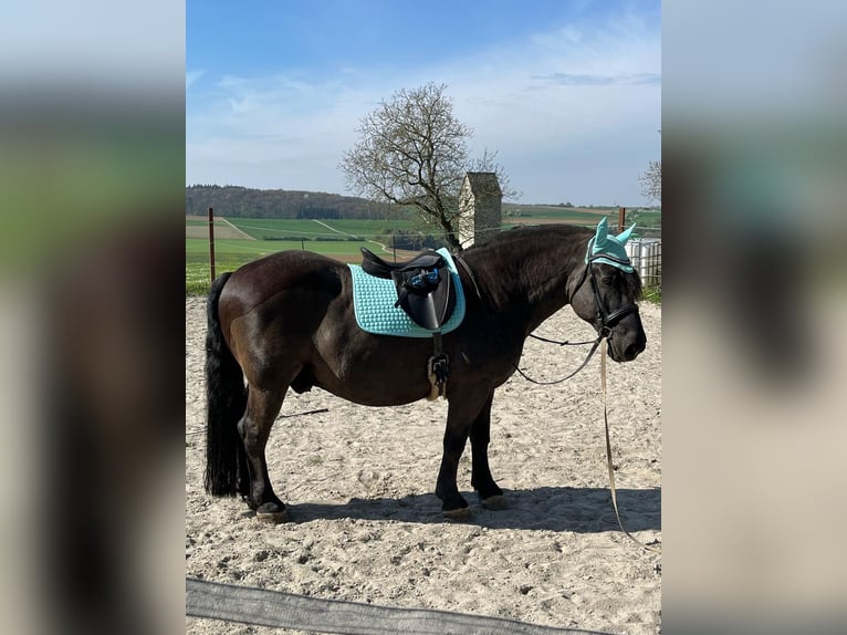 Poolse kar Bloed Ruin 9 Jaar 155 cm  in Möckmühl