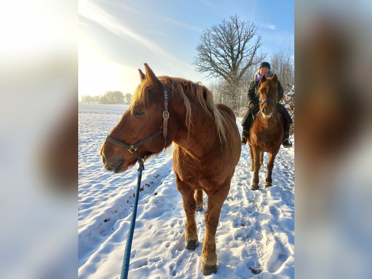 Poolse kar Bloed Ruin 9 Jaar 155 cm Vos in Weil