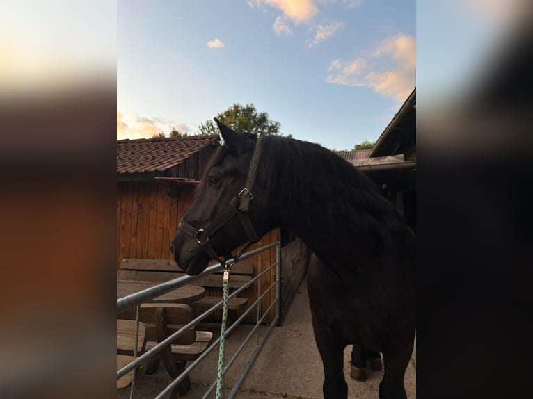 Poolse kar Bloed Ruin 9 Jaar 161 cm Zwart in Willich