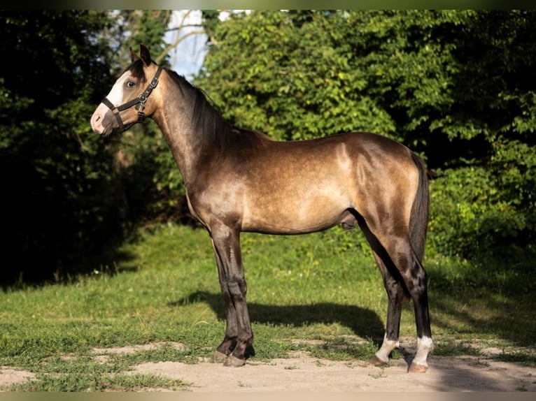 Poolse rijpaard Hengst 1 Jaar 140 cm Buckskin in Gniezno