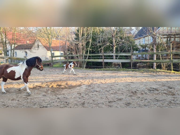 Poolse rijpaard Hengst 1 Jaar 145 cm Gevlekt-paard in Mücheln (Geiseltal)