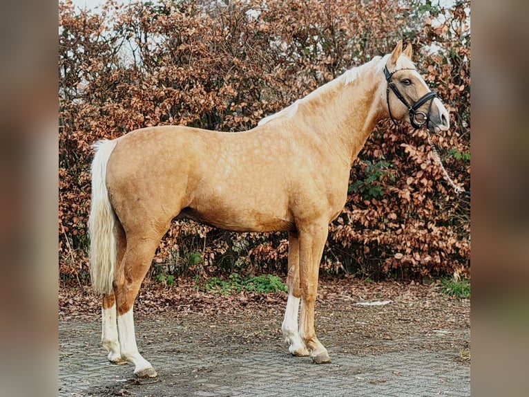 Poolse rijpaard Hengst 3 Jaar 167 cm Palomino in Someren