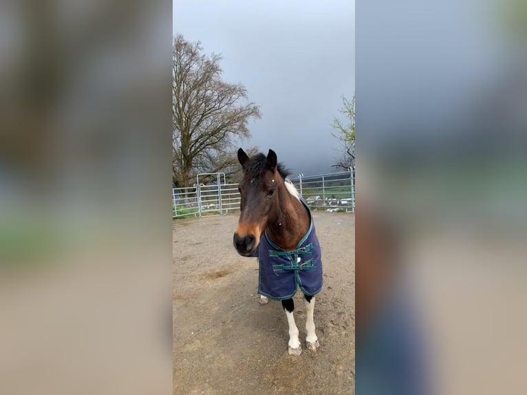 Poolse rijpaard Mix Merrie 10 Jaar 135 cm Gevlekt-paard in Rüthi