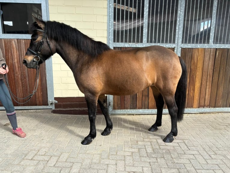 Poolse rijpaard Merrie 10 Jaar 140 cm Bruin in Einbeck