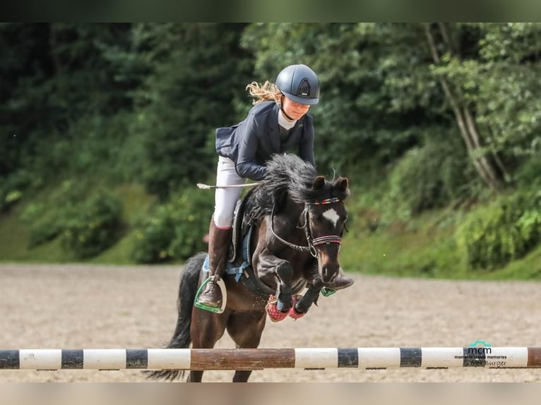 Poolse rijpaard Merrie 11 Jaar 110 cm Zwart in Aldrans