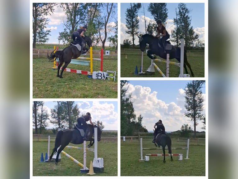 Poolse rijpaard Merrie 11 Jaar 147 cm Donkerbruin in Freyburg