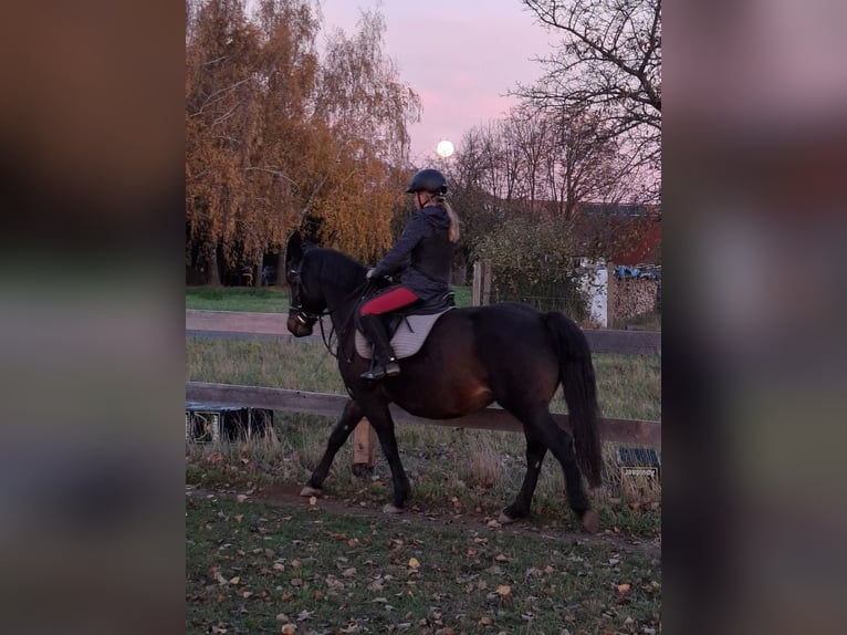 Poolse rijpaard Merrie 11 Jaar 147 cm Donkerbruin in Freyburg