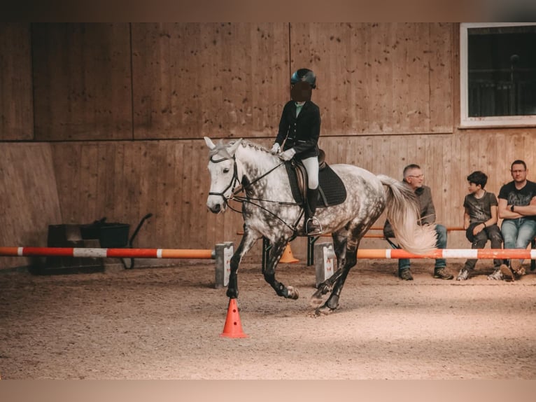 Poolse rijpaard Merrie 11 Jaar 148 cm Appelschimmel in Renchen
