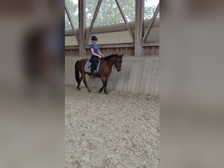 Poolse rijpaard Merrie 14 Jaar 136 cm Bruin in Frankenburg am Hausruck