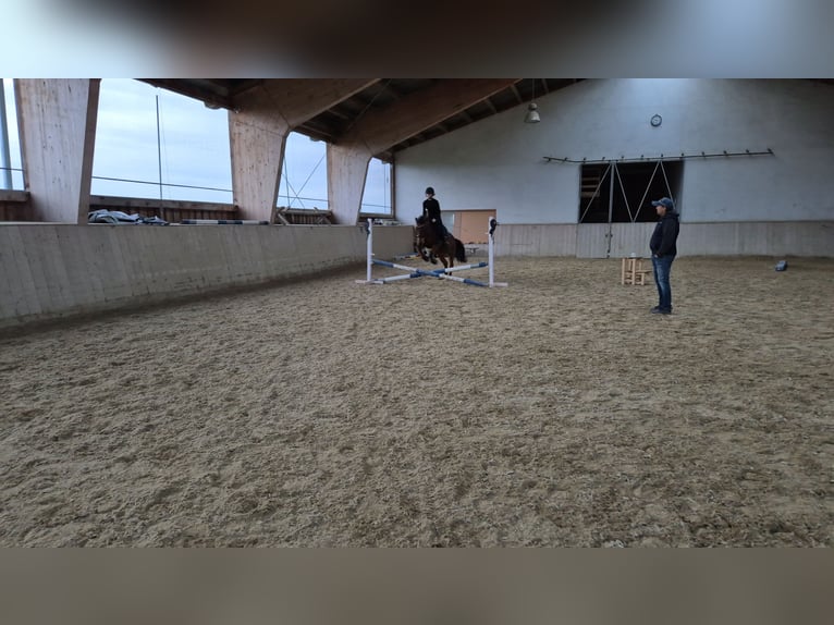 Poolse rijpaard Merrie 14 Jaar 136 cm Bruin in Frankenburg am Hausruck