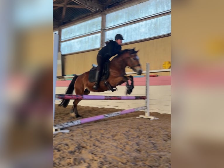 Poolse rijpaard Merrie 14 Jaar 148 cm Bruin in Weil am Rhein