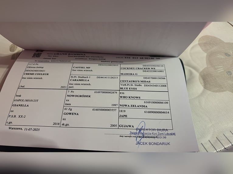 Poolse rijpaard Merrie 1 Jaar 146 cm Buckskin in Trzciel