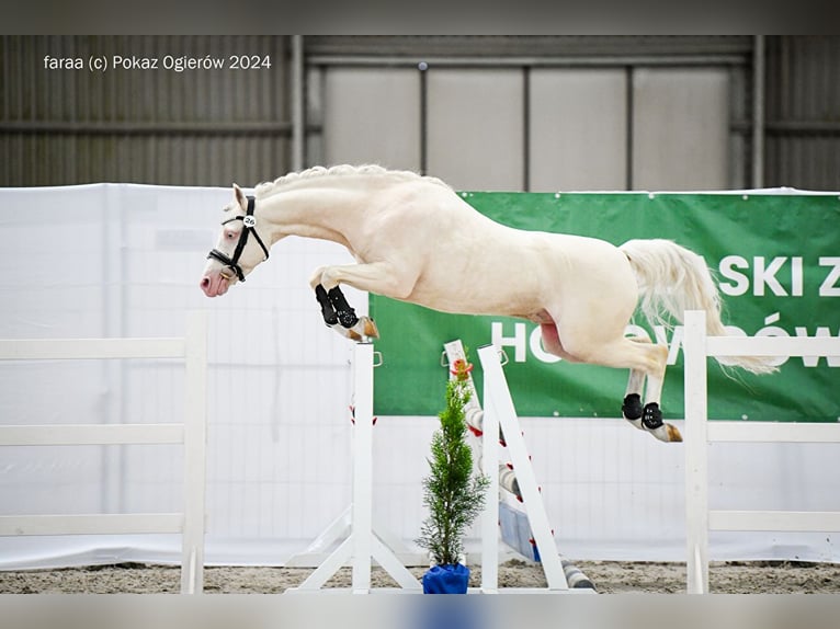 Poolse rijpaard Merrie 1 Jaar 146 cm Palomino in Stropieszyn