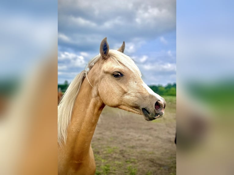 Poolse rijpaard Merrie 1 Jaar 146 cm Palomino in Stropieszyn