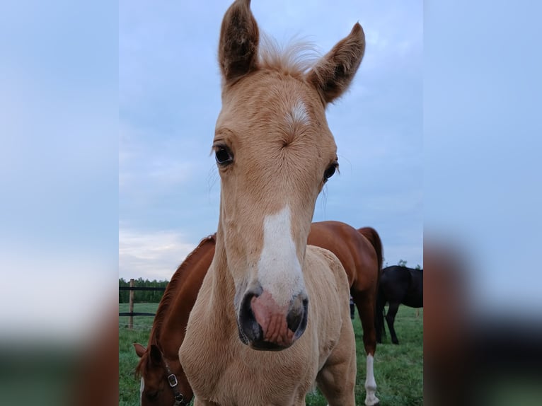 Poolse rijpaard Merrie 1 Jaar 146 cm Palomino in Stropieszyn