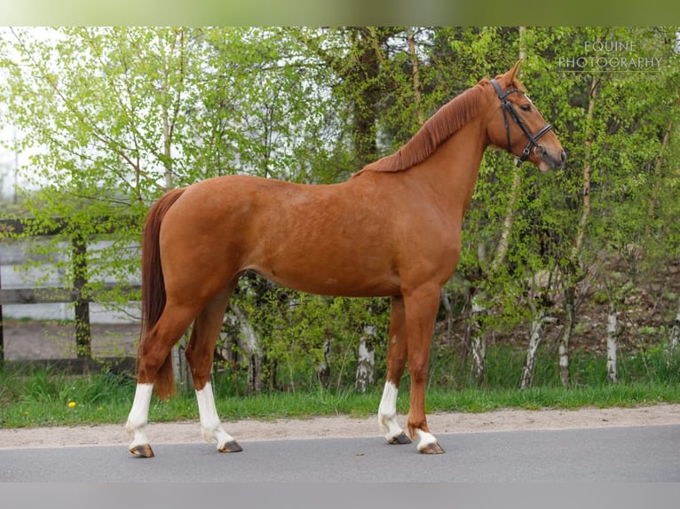 Poolse rijpaard Merrie 1 Jaar 146 cm Palomino in Stropieszyn