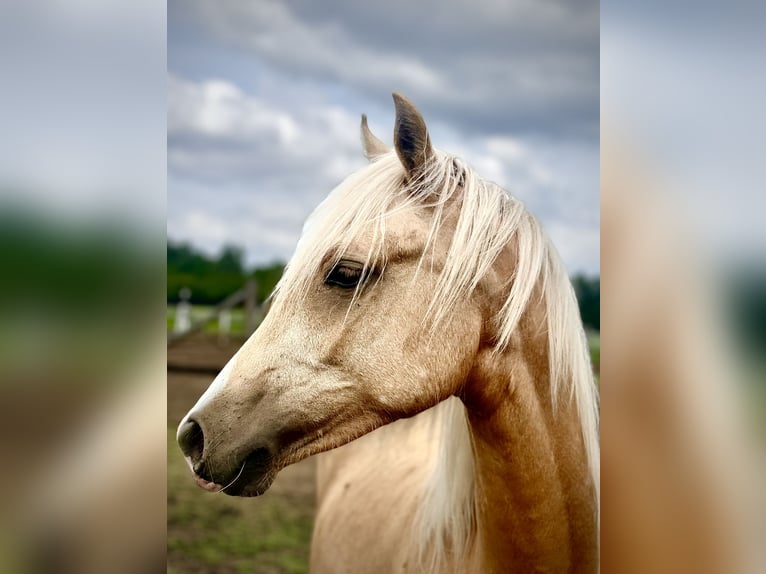 Poolse rijpaard Merrie 1 Jaar 146 cm Palomino in Stropieszyn
