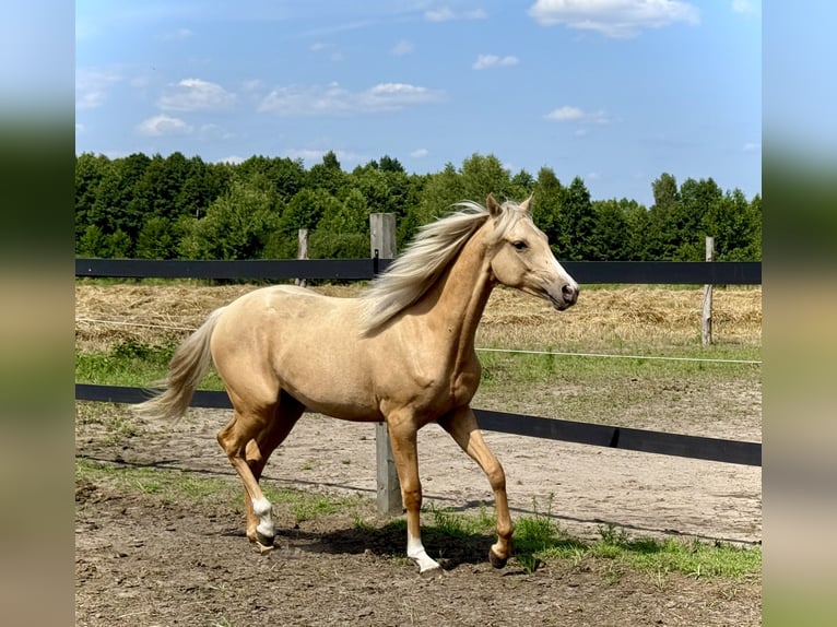 Poolse rijpaard Merrie 1 Jaar 146 cm Palomino in Stropieszyn