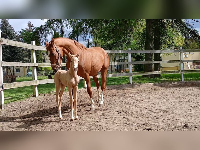 Poolse rijpaard Merrie 1 Jaar 146 cm Palomino in Stropieszyn