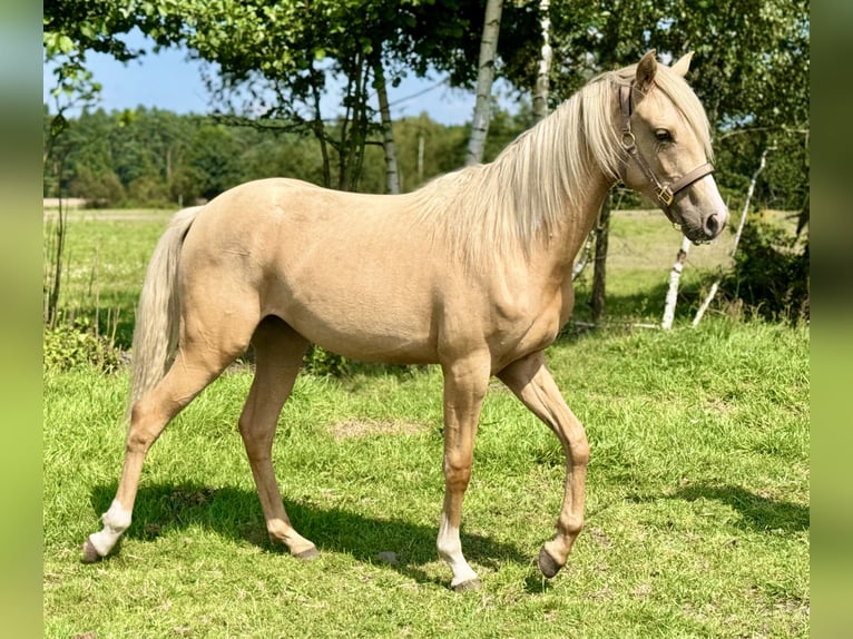 Poolse rijpaard Merrie 1 Jaar 146 cm Palomino in Stropieszyn