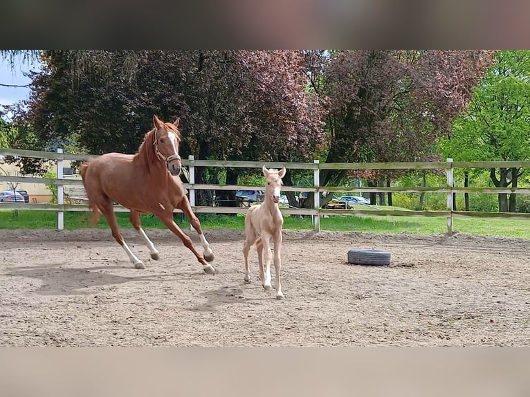Poolse rijpaard Merrie 1 Jaar 146 cm Palomino in Stropieszyn