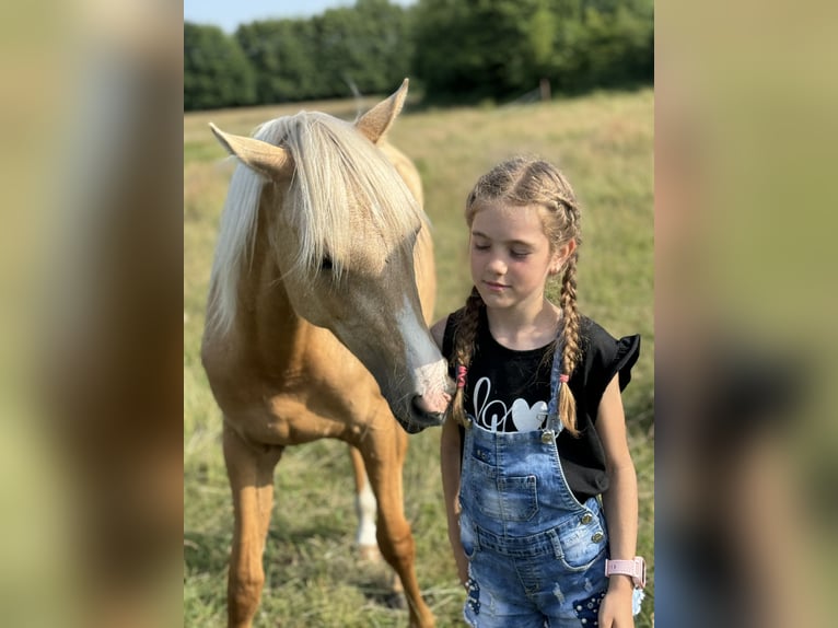 Poolse rijpaard Merrie 1 Jaar 146 cm Palomino in Stropieszyn