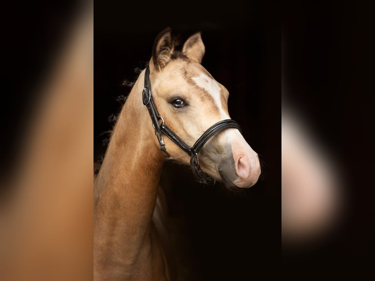 Poolse rijpaard Merrie 1 Jaar 148 cm Buckskin in Wąsowo