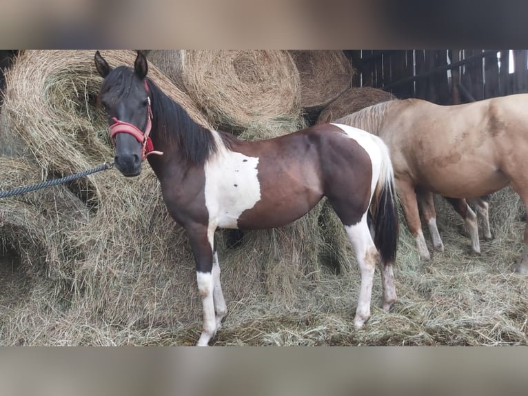 Poolse rijpaard Mix Merrie 1 Jaar 150 cm Gevlekt-paard in Boruszyn