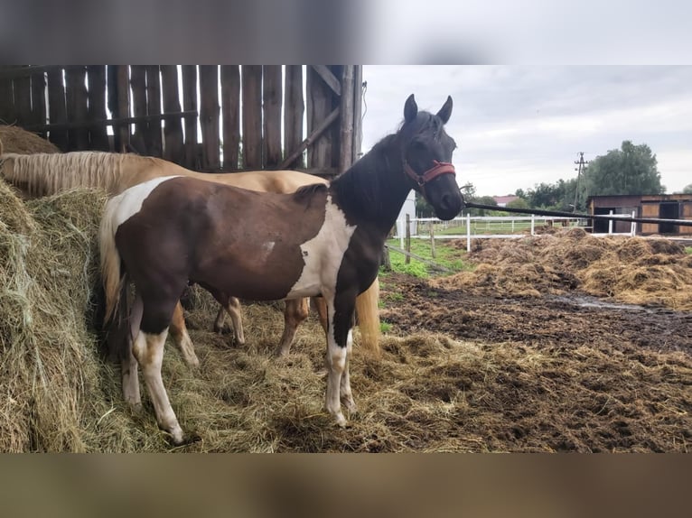 Poolse rijpaard Mix Merrie 1 Jaar 150 cm Gevlekt-paard in Boruszyn
