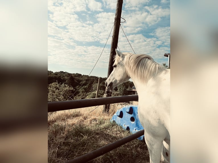 Poolse rijpaard Merrie 21 Jaar 140 cm Appelschimmel in SolingeN