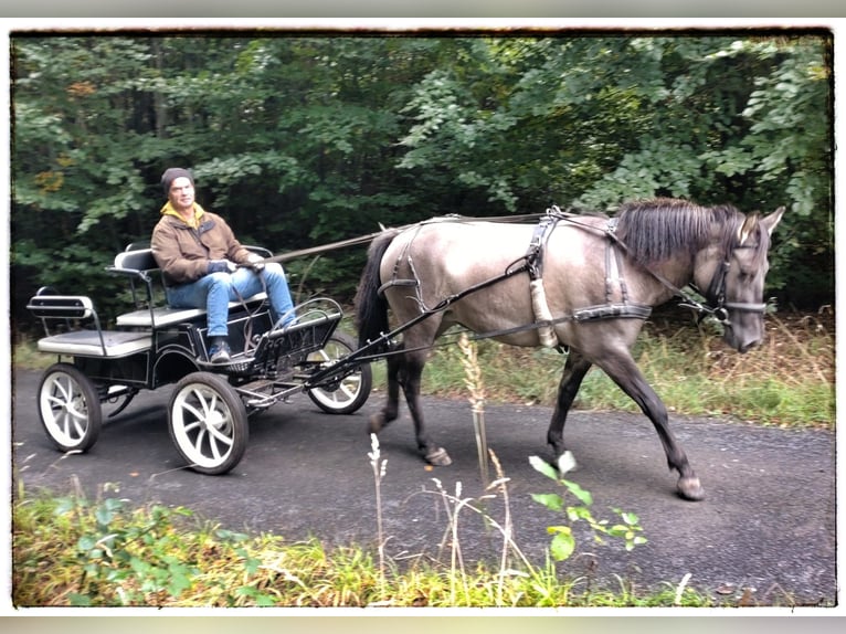 Poolse rijpaard Merrie 3 Jaar 142 cm Falbe in Fernwald
