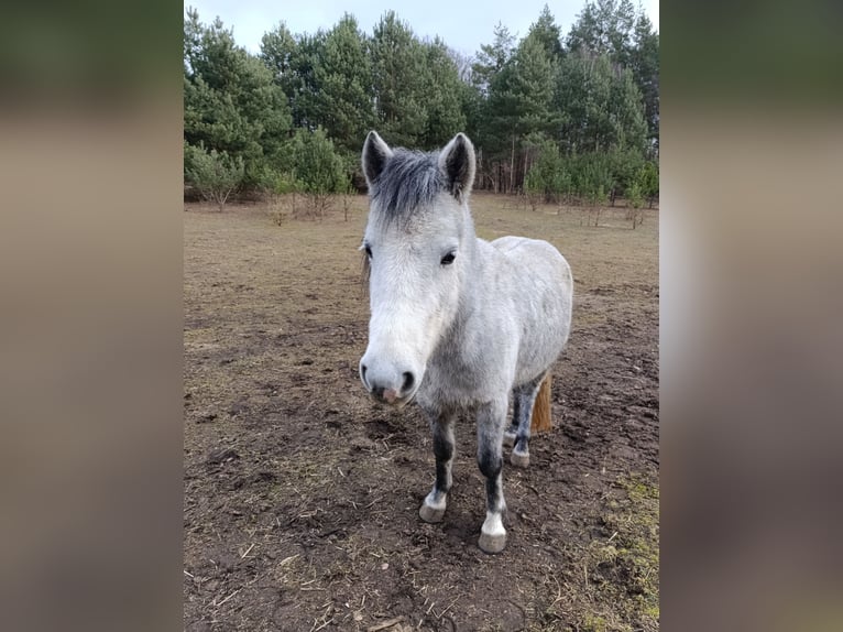 Poolse rijpaard Merrie 4 Jaar 125 cm Blauwschimmel in Werder Havel