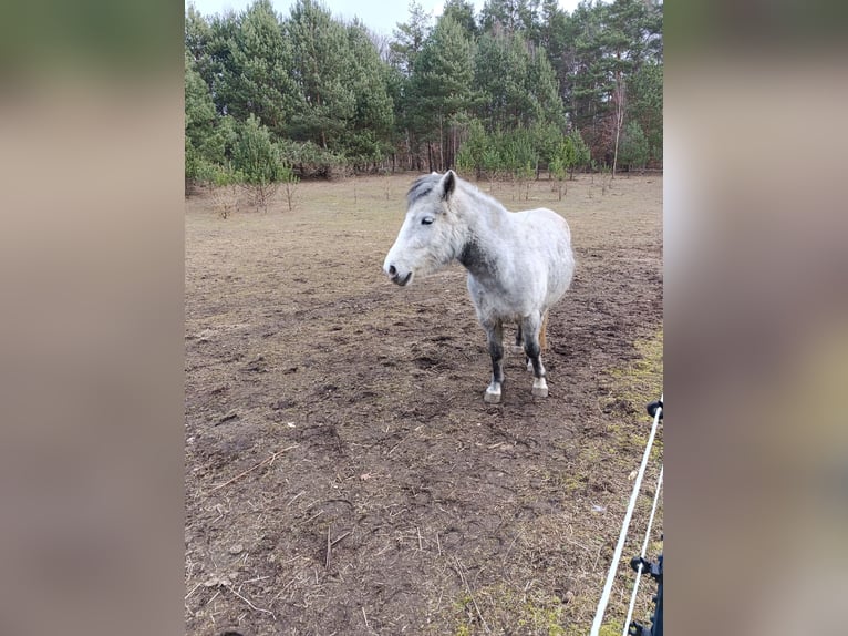 Poolse rijpaard Merrie 4 Jaar 125 cm Blauwschimmel in Werder Havel