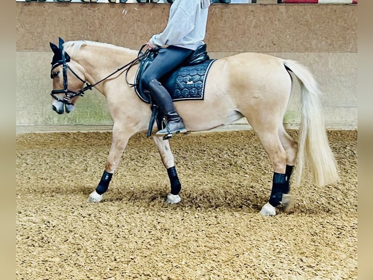 Poolse rijpaard Mix Merrie 5 Jaar 135 cm Falbe in Nesselwängle