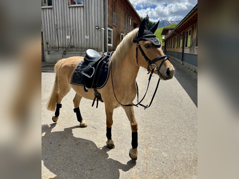 Poolse rijpaard Mix Merrie 5 Jaar 135 cm Falbe in Nesselwängle