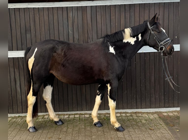 Poolse rijpaard Merrie 5 Jaar 154 cm Gevlekt-paard in Mülheim an der Ruhr