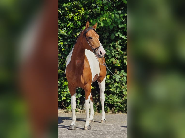 Poolse rijpaard Merrie 5 Jaar 155 cm Gevlekt-paard in Weert