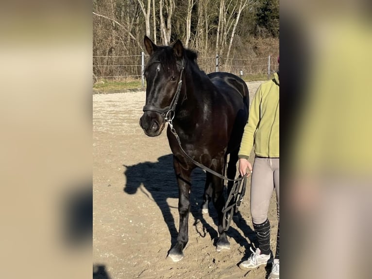 Poolse rijpaard Merrie 6 Jaar 143 cm Zwart in Unterrothenbuch